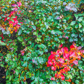 Haie de Cotonéasters - Cotoneaster lucidus - Plantes