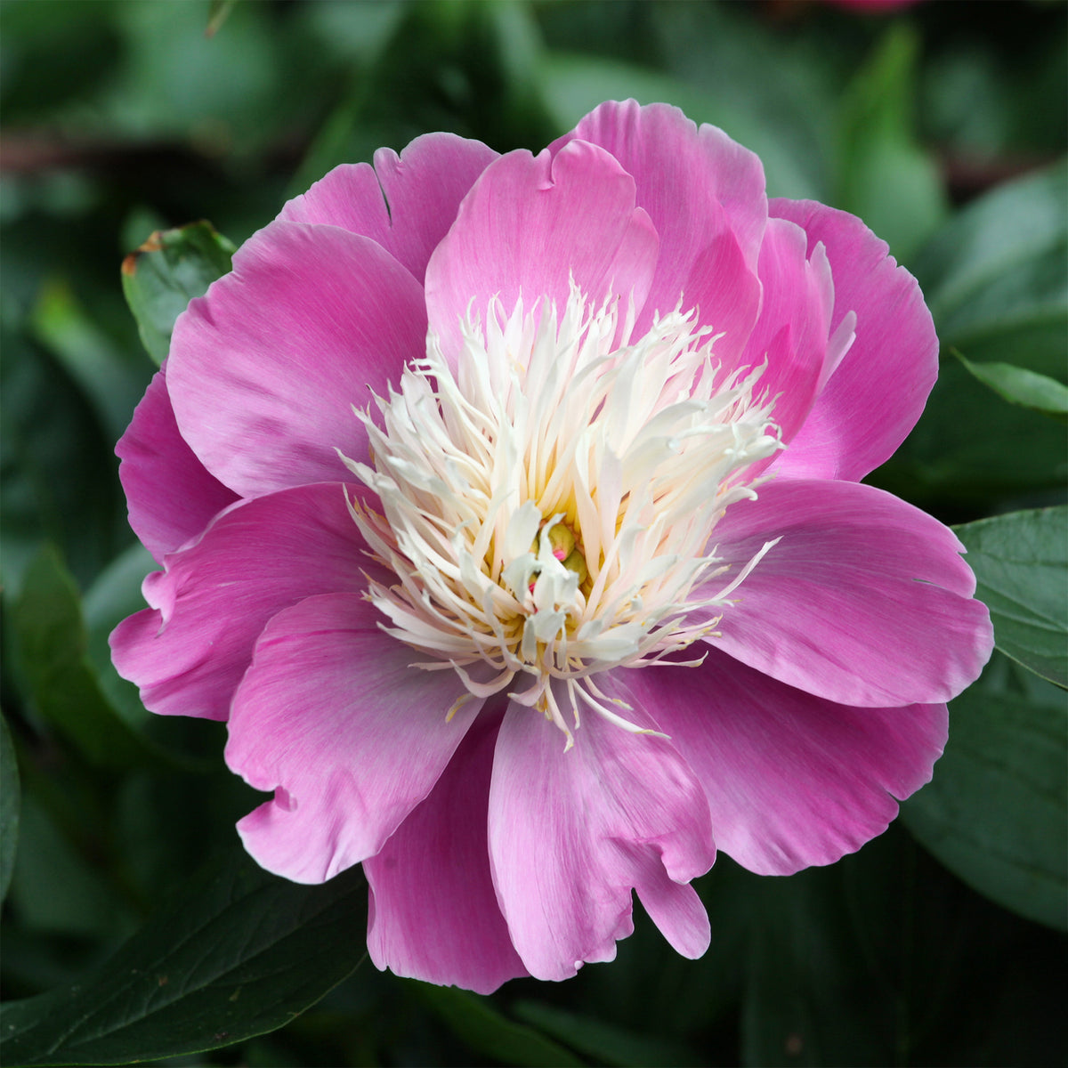 Pivoine Bowl of Beauty - Willemse