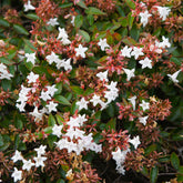 Abélia à grandes fleurs