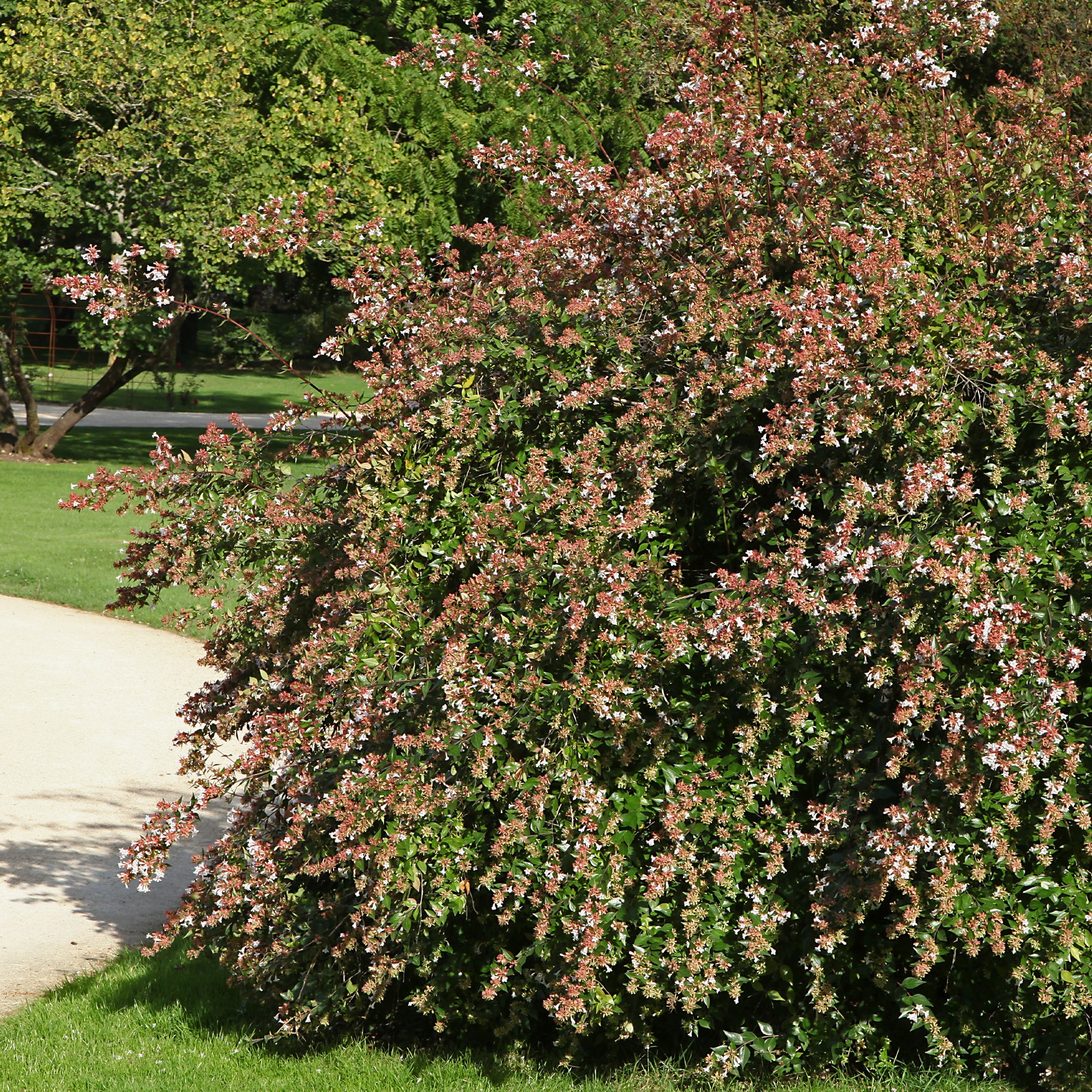 Abélia à grandes fleurs