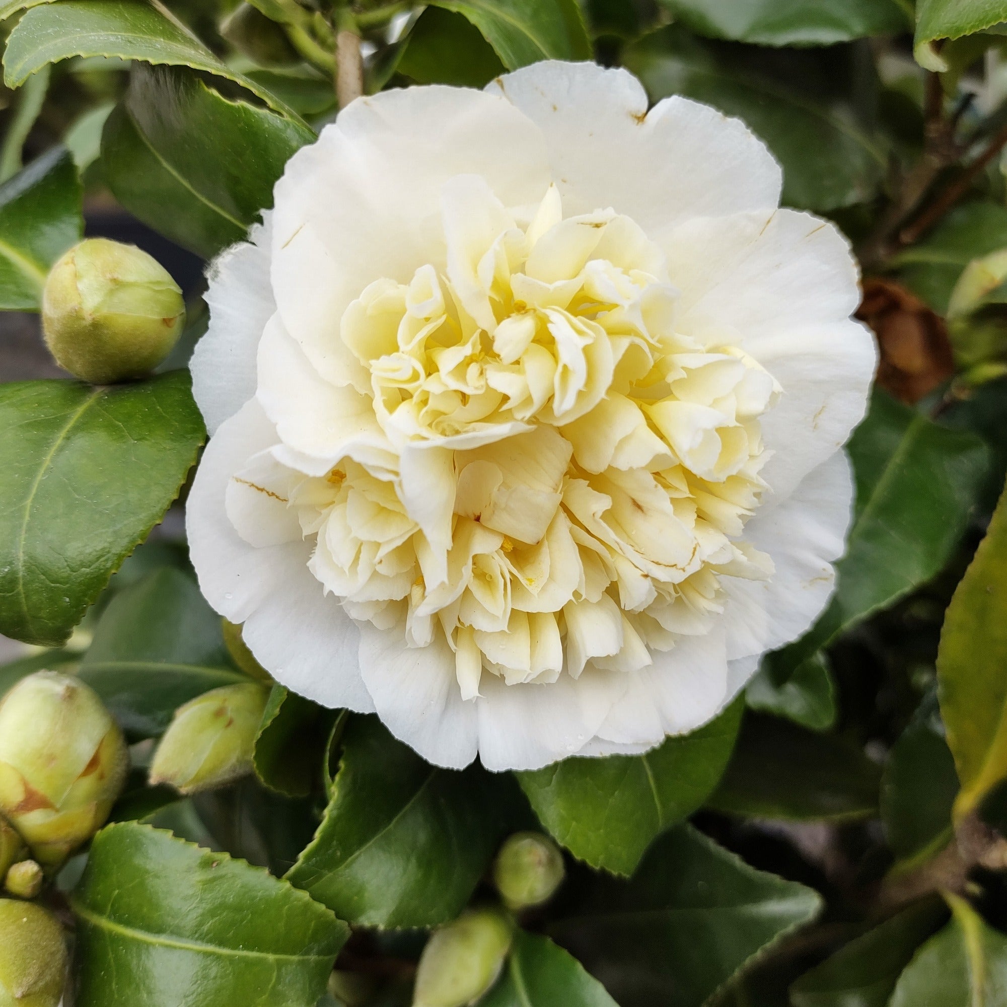 Camélia du Japon à fleurs doubles blanche