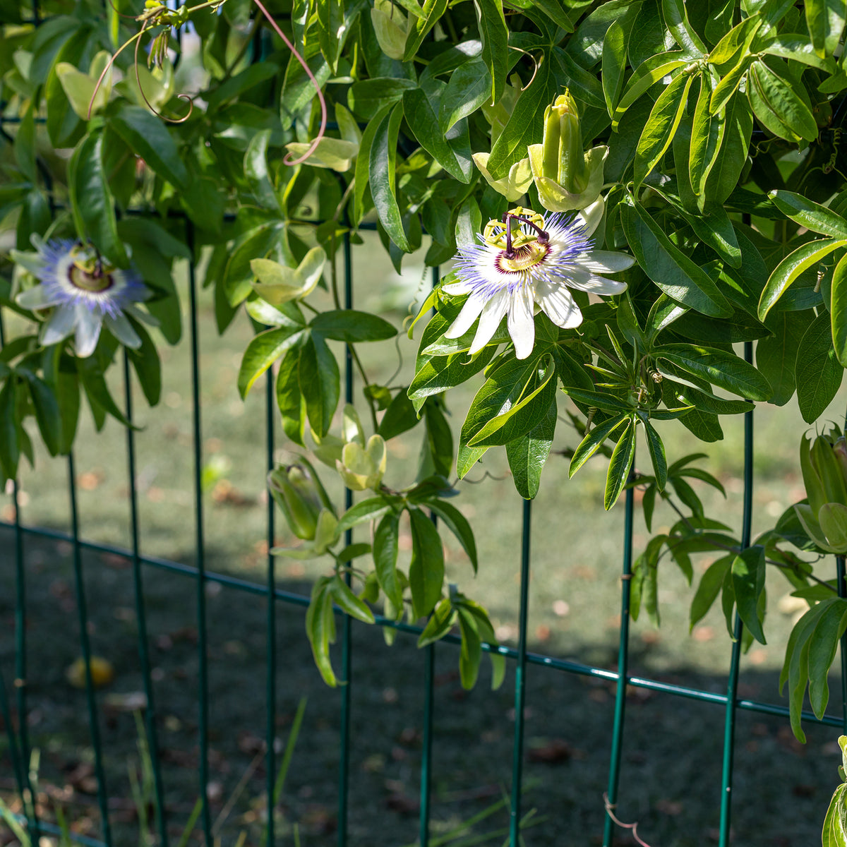 Passiflore Bleue Passiflora Caerulea 5702