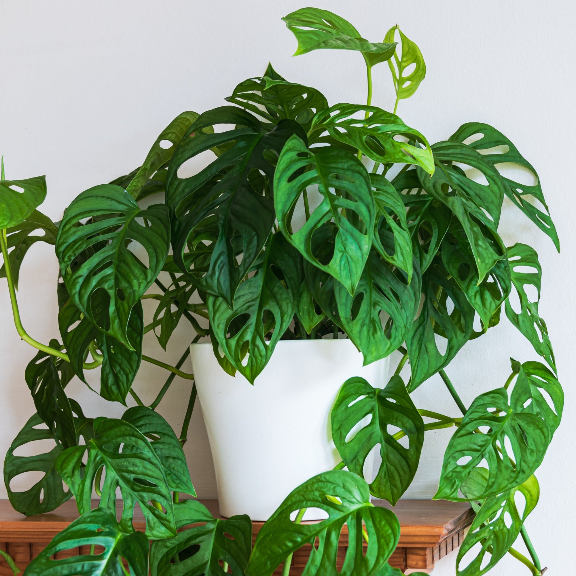 Philodendron Monstera Monkey Mask