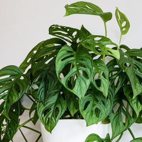 Philodendron Monstera Monkey Mask