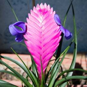 Tillandsia bleu