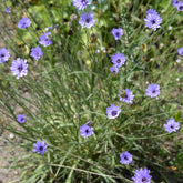 Catananche bleue - Cupidone