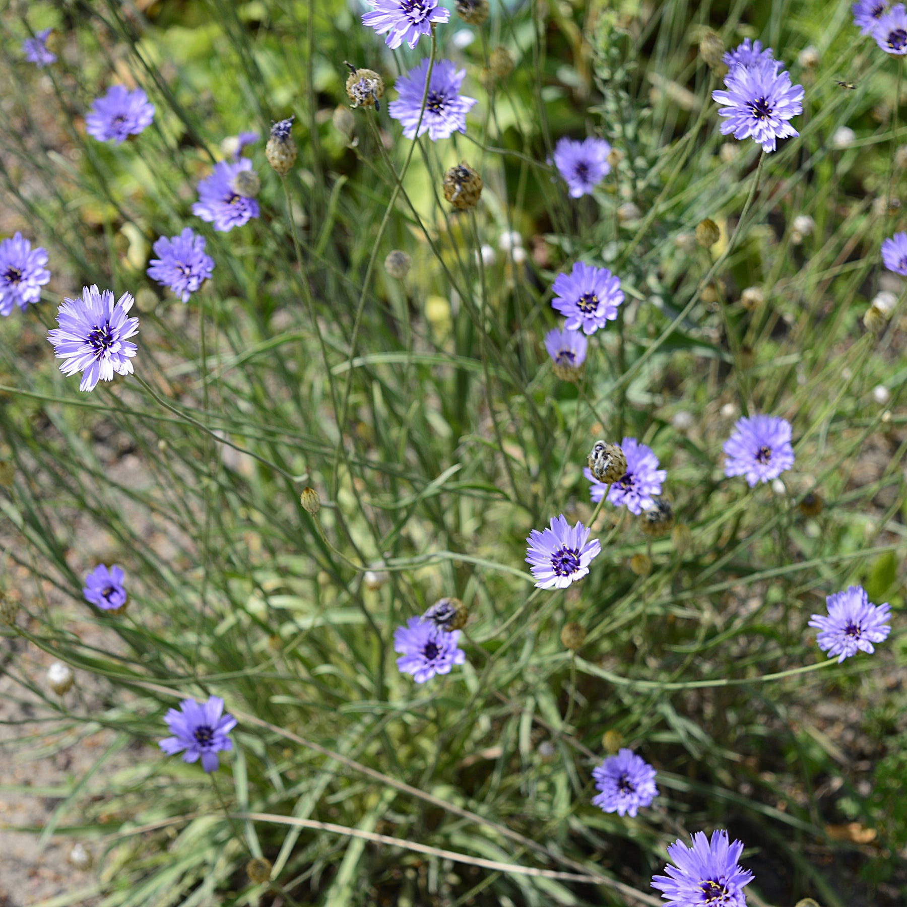 Catananche bleue - Cupidone