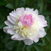 Pivoine Raspberry Sundae - Paeonia raspberry sundae - Plantes