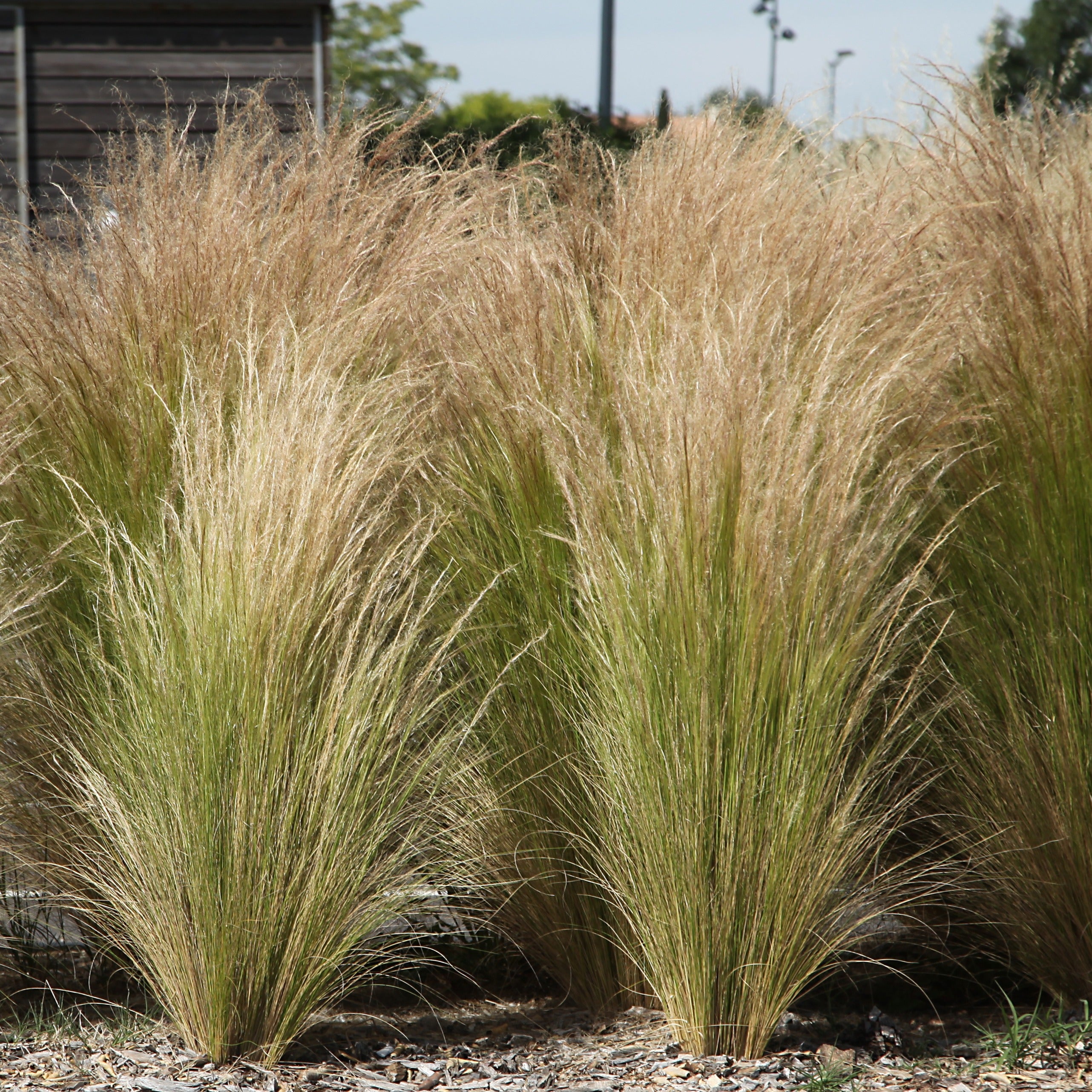 Stipa tenuissima - Cheveux d'ange - Stipa tenuissima