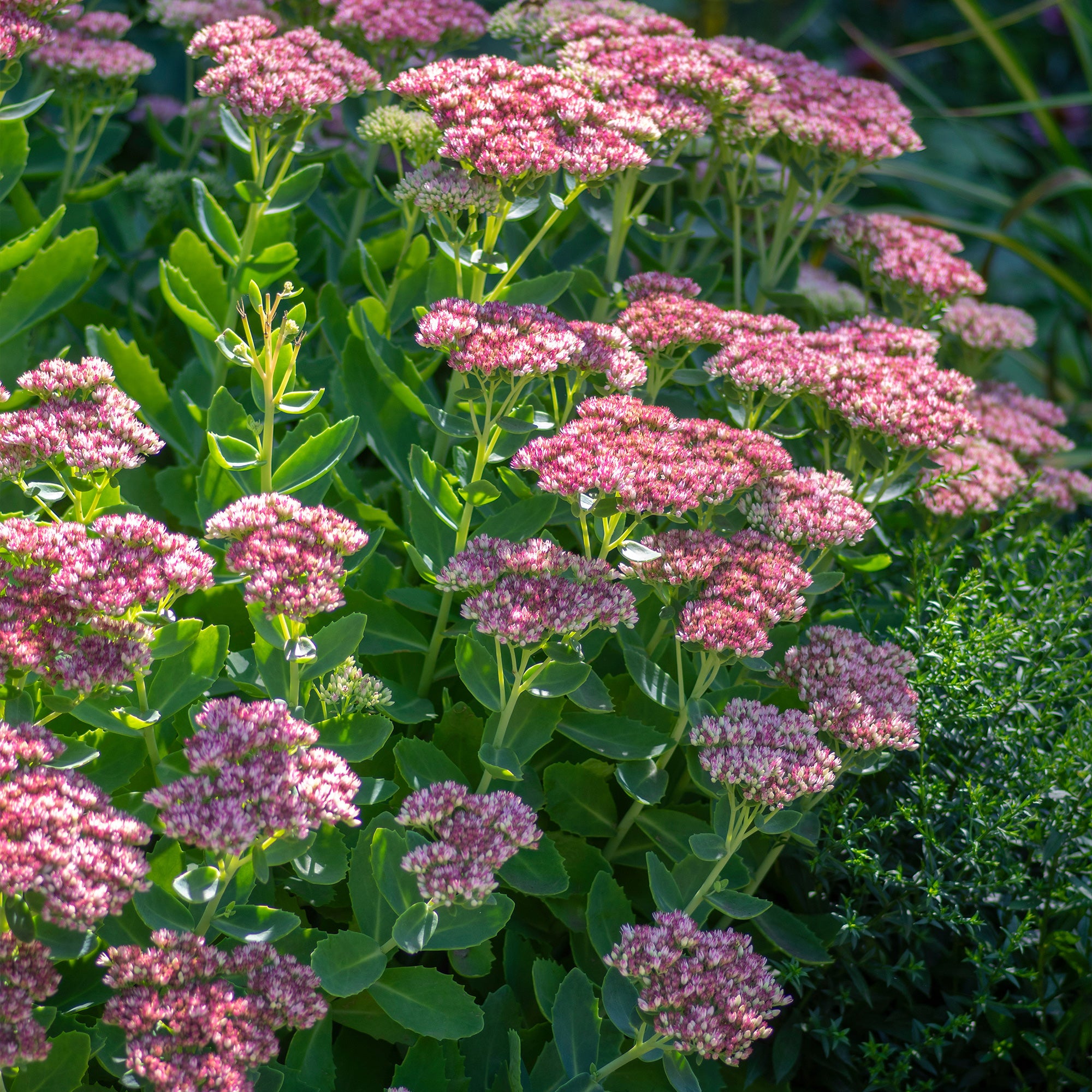 Sedum spectabile - Orpin d'automne - Sedum spectabile - Plantes