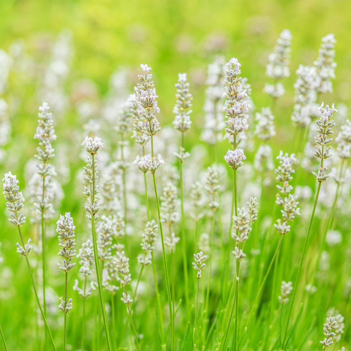 2 Lavandes blanches - Lavandula angustifolia alba - Willemse