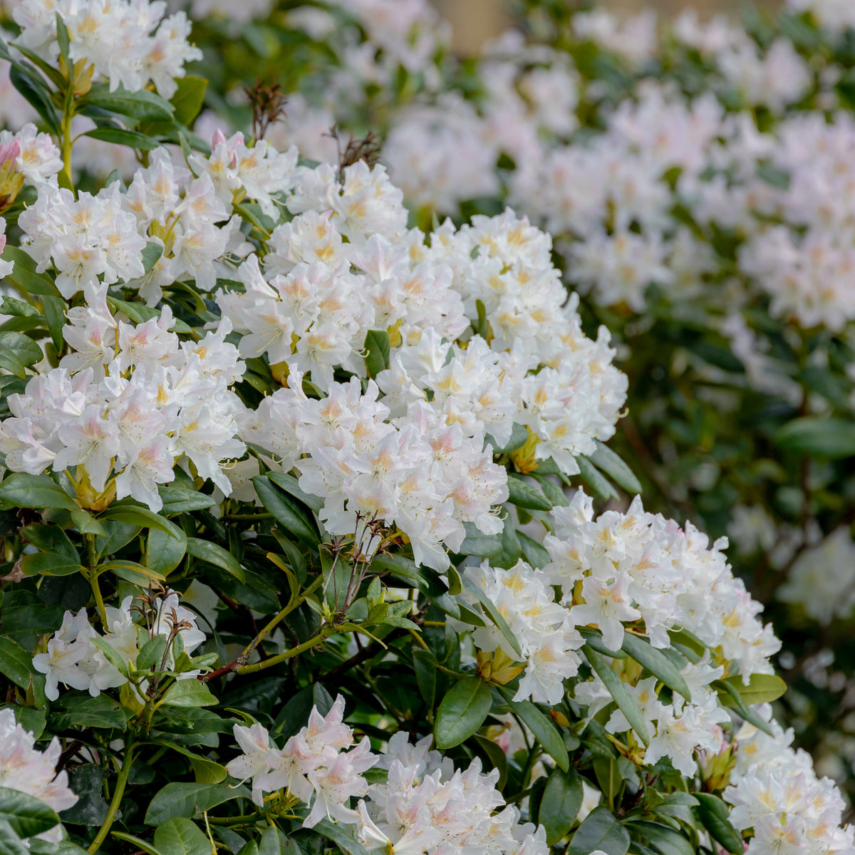 Rhododendron Cunningham's White - Willemse