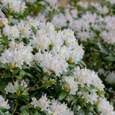 Rhododendron Cunningham's White