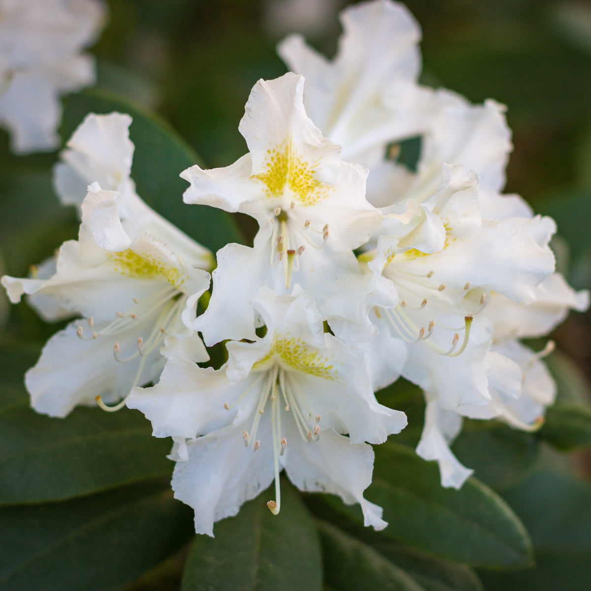 Rhododendron Cunningham's White - Rhododendron Cunningham's White - Willemse