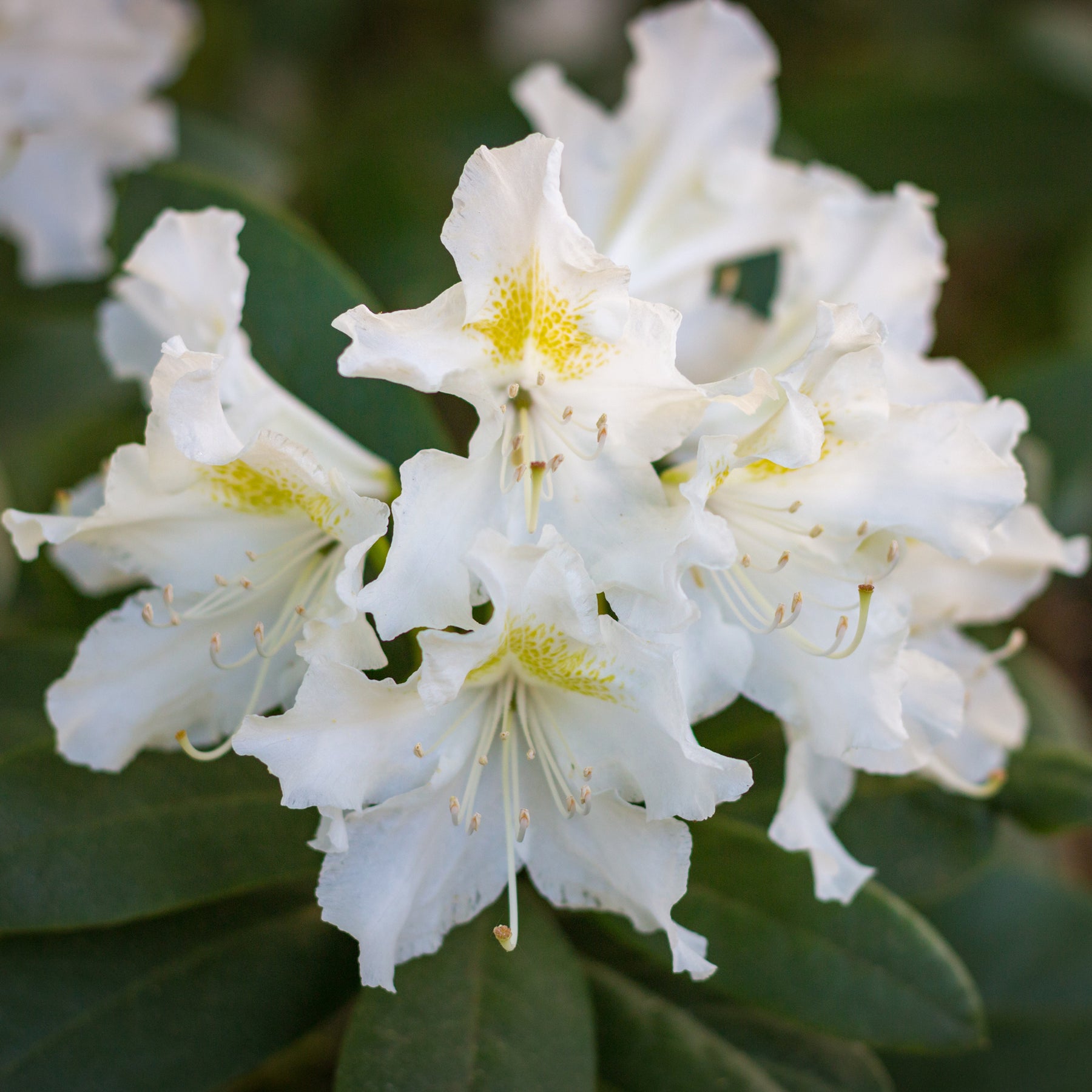 Rhododendron Cunningham's White