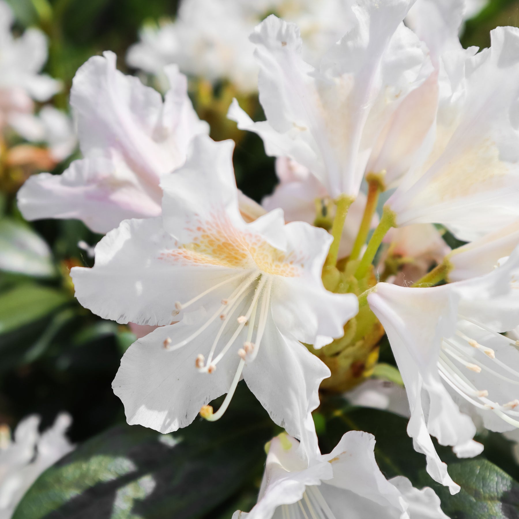 Rhododendron Cunningham's White