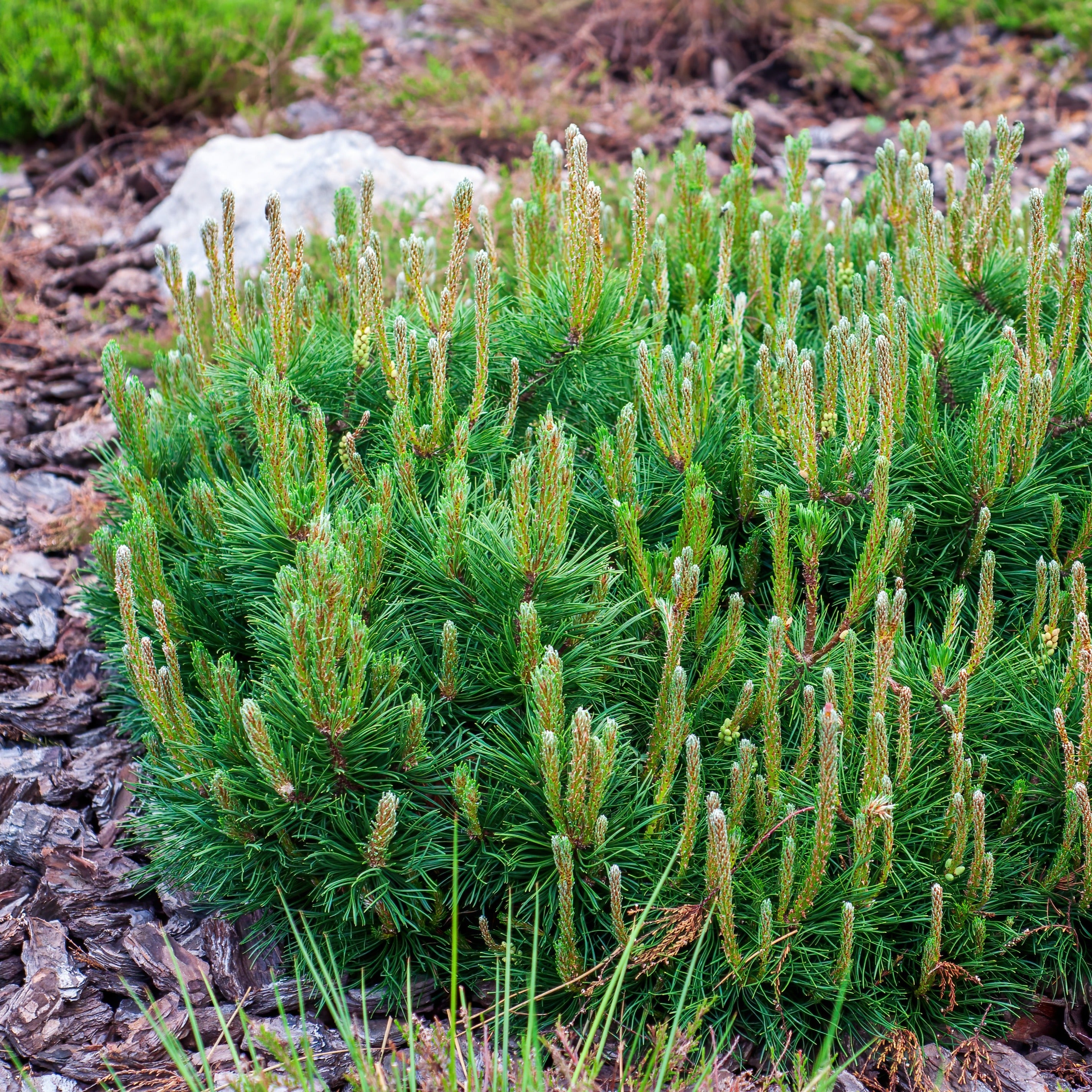 Chamaecyparis boulevard, ellwoodii, thuja, pinus m