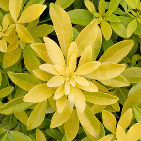 Oranger du Mexique doré - Choisya ternata sundance lich - Plantes