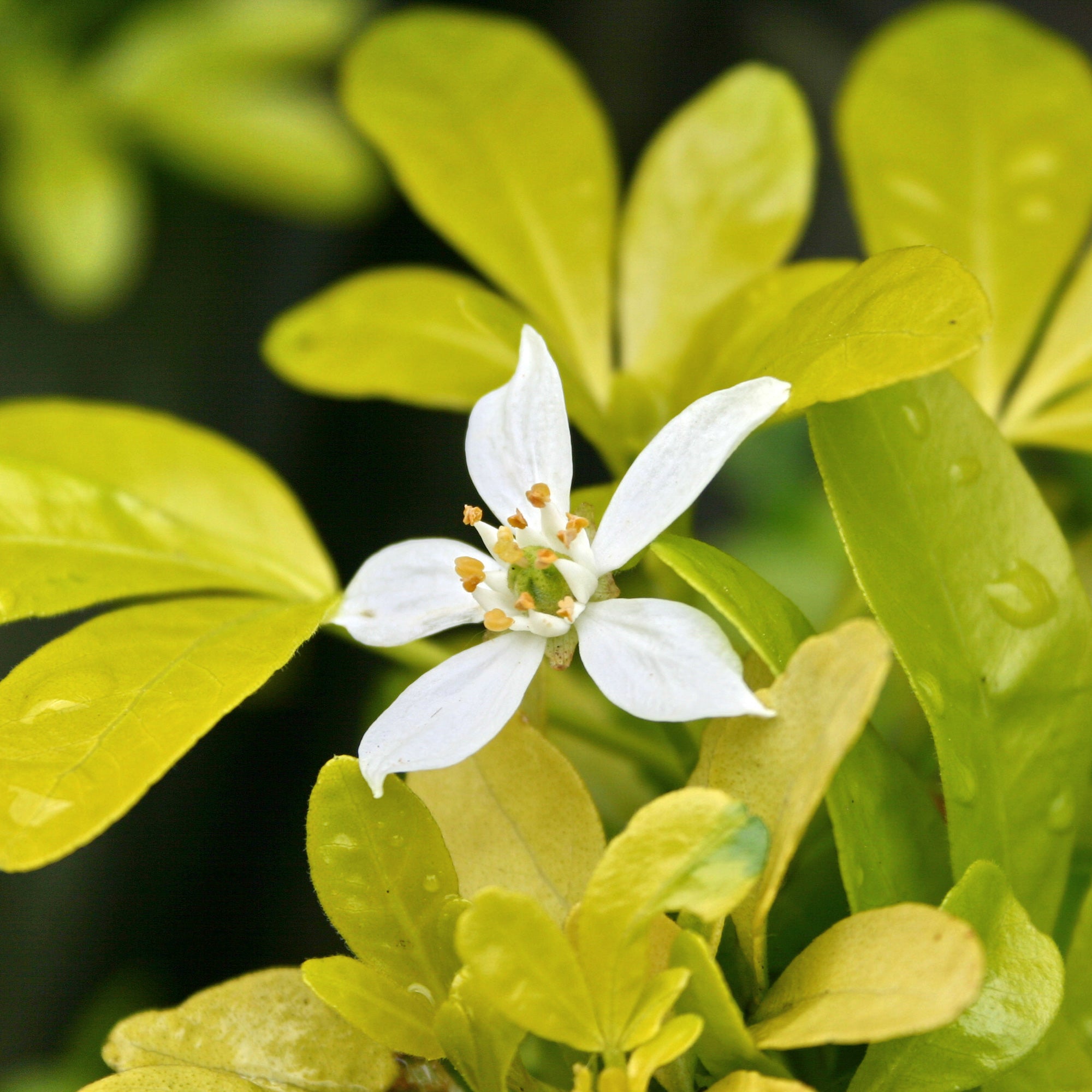 Oranger du Mexique doré - Choisya ternata sundance lich - Plantes