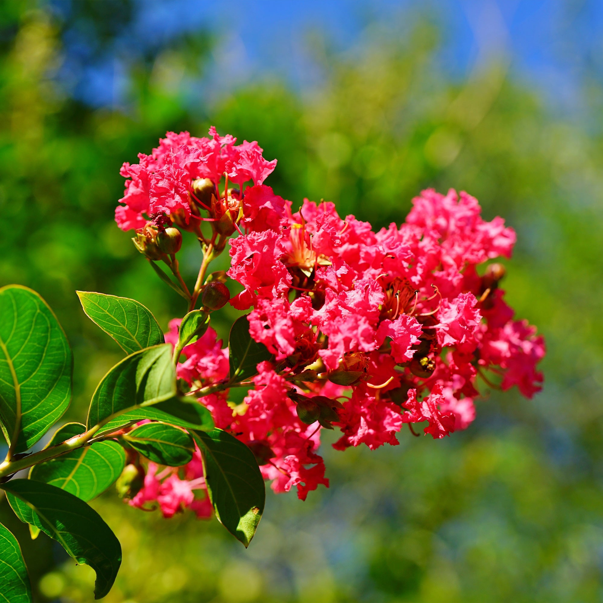 Lilas des Indes rouge - Lagerstroemia indica Red Imperator - Lilas des Indes