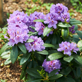 Rhododendron catawbiense grandiflorum - Rhododendron catawbiense grandiflorum - Plantes