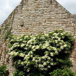 Hortensia grimpant - Hydrangea anomala petiolaris