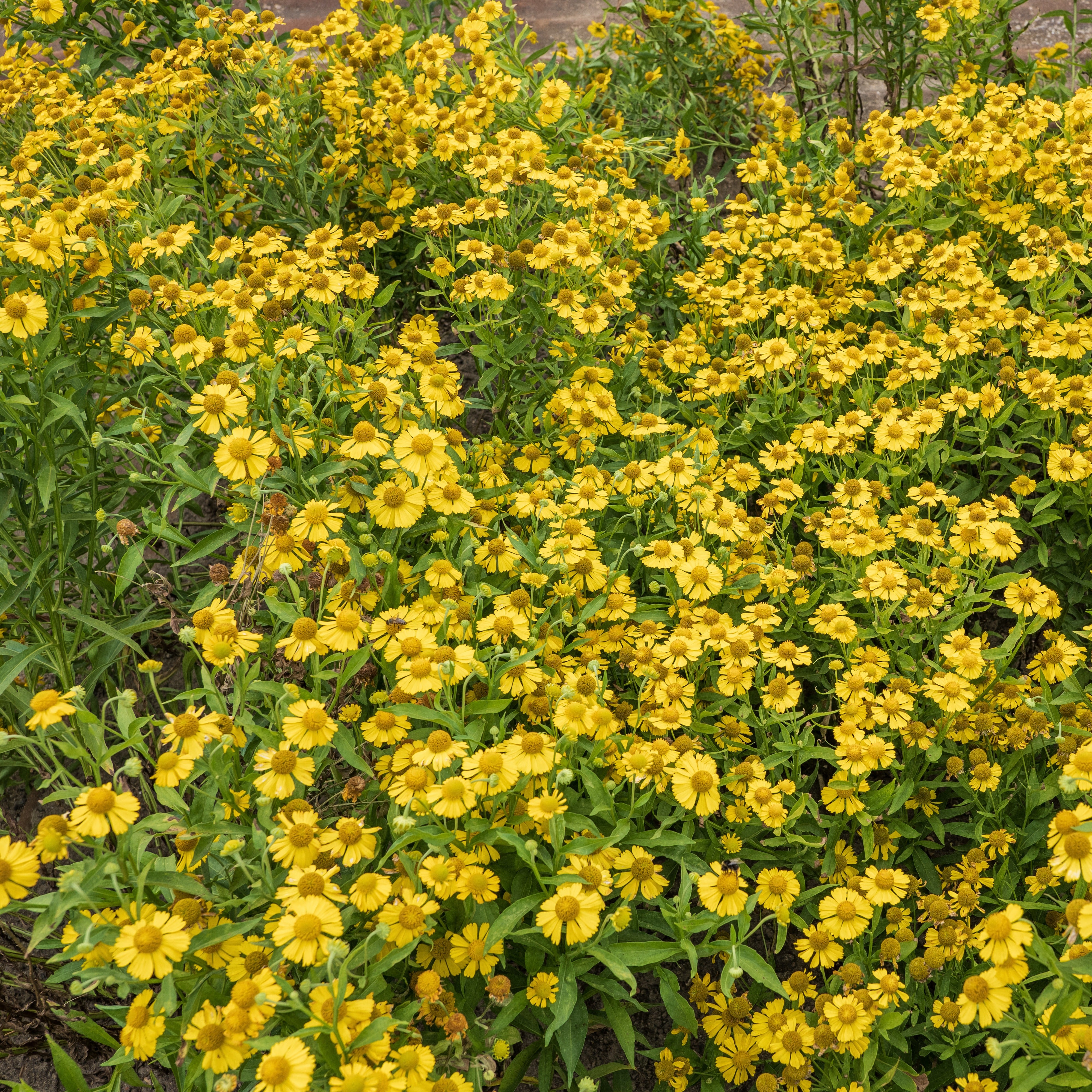 Collection de 15 plantes vivaces  - 2 m² - Helenium, Monarda,  Phlox paniculata, Rudbeckia Goldstrum, Gypsophila paniculata, Liatris spicata, Solidago, Astilbe - Collections de vivaces