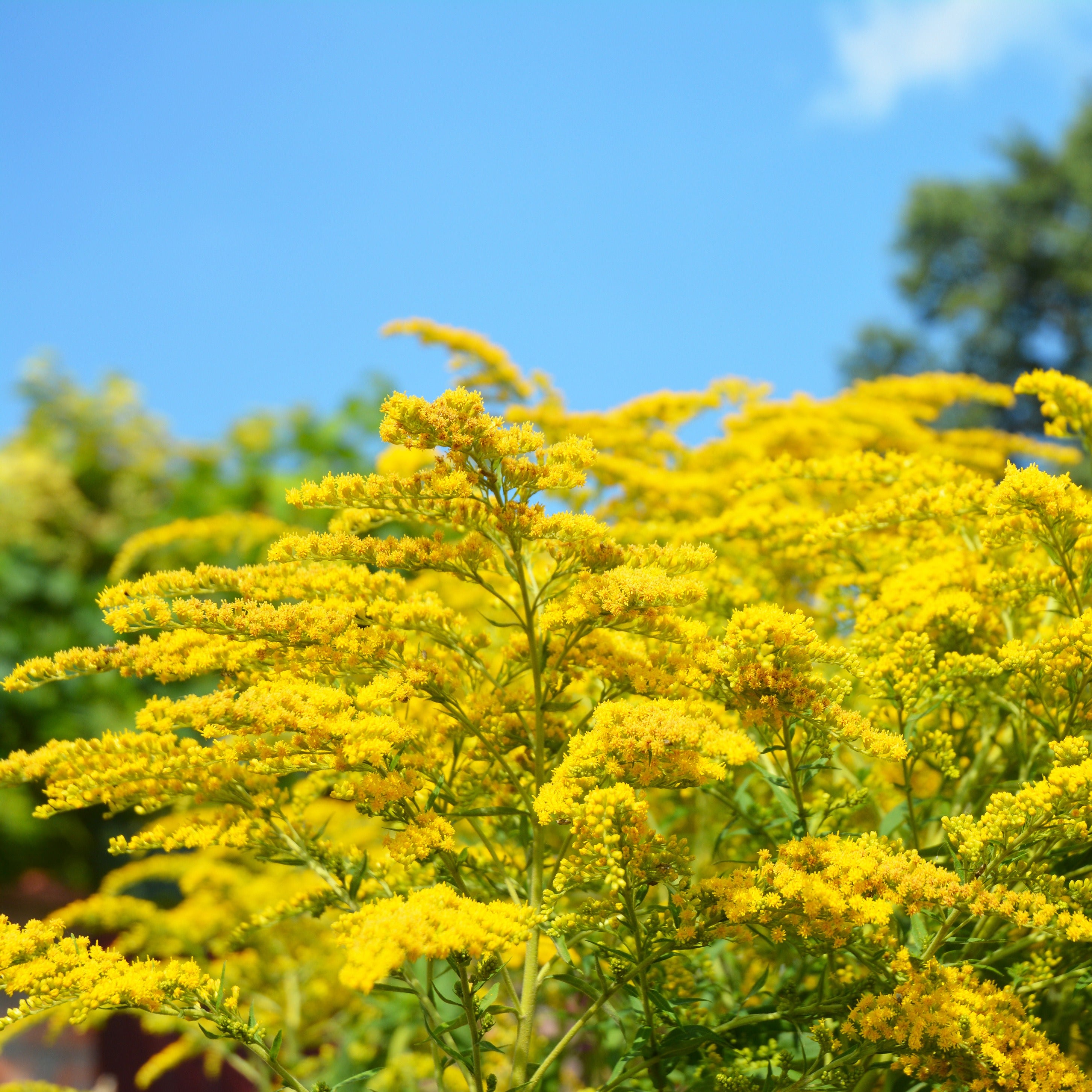 Helenium, Monarda,  Phlox paniculata, Rudbeckia Goldstrum, Gypsophila paniculata, Liatris spicata, Solidago, Astilbe