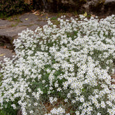 Cerastium tomentosum