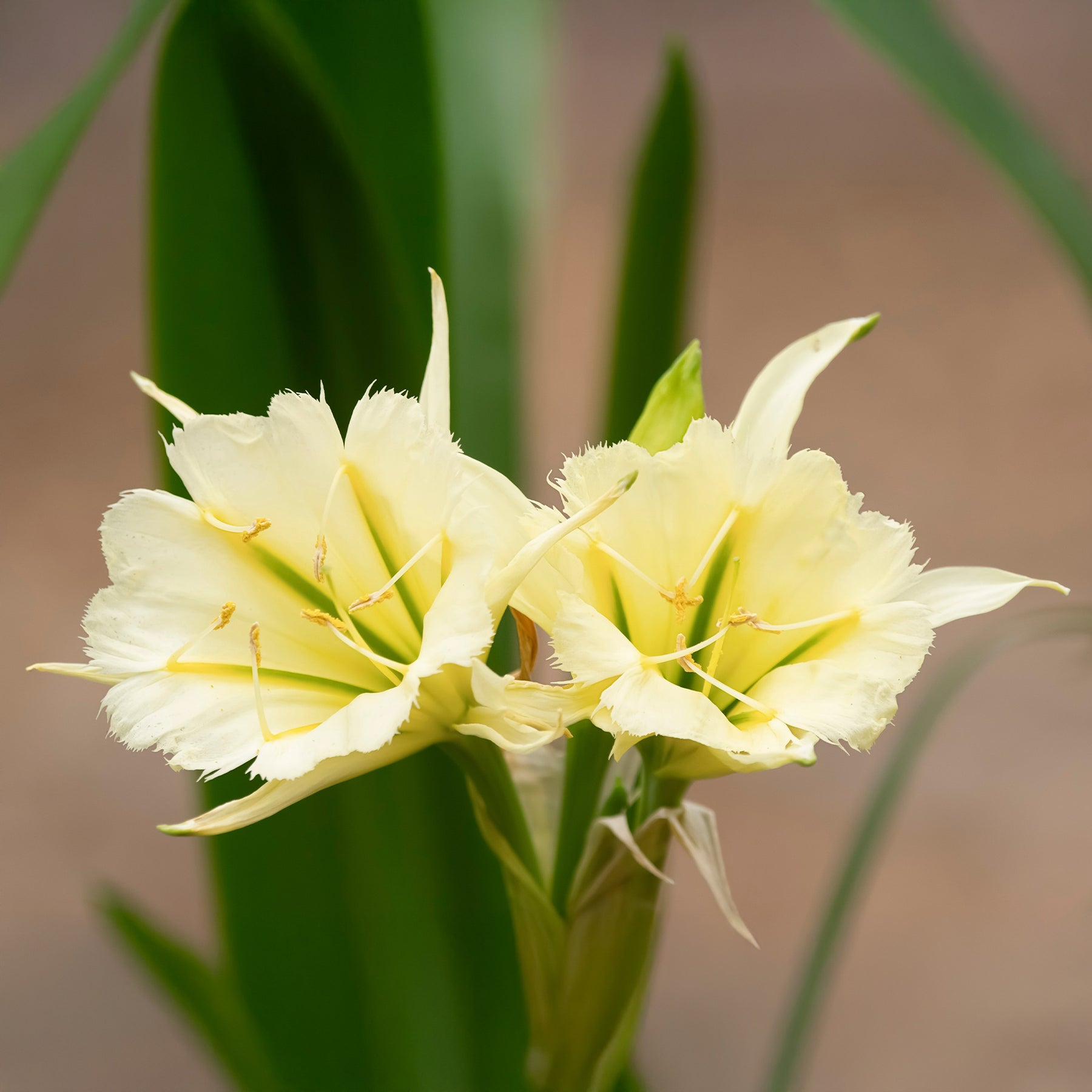 2 Ismènes Reine d'or - Hymenocallis festalis sulphur queen