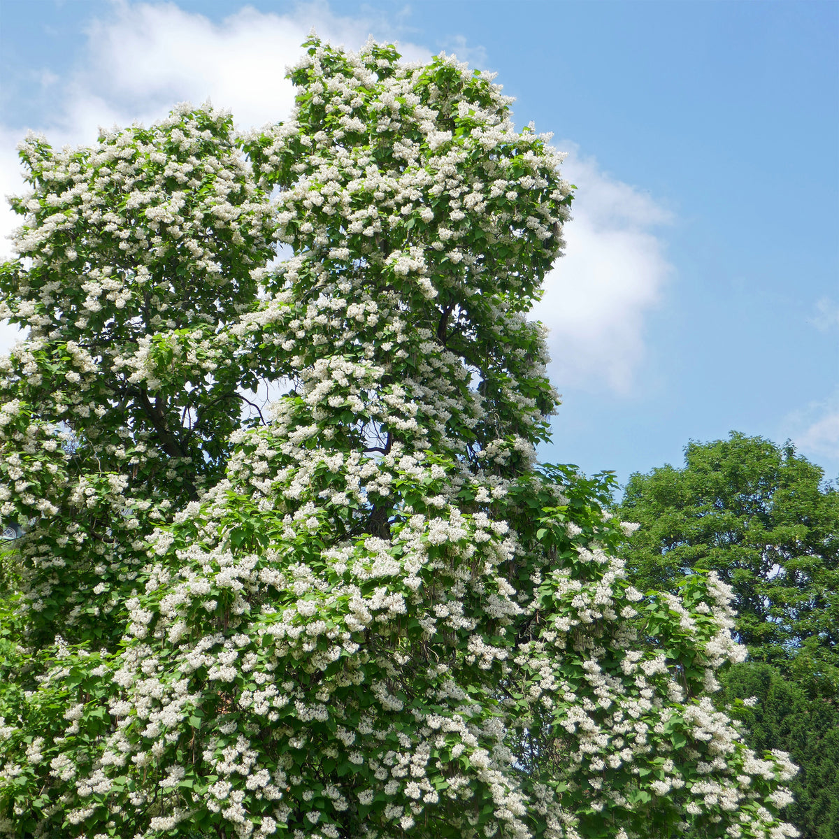 Catalpa bignonioides - Catalpa bignonioides - Willemse