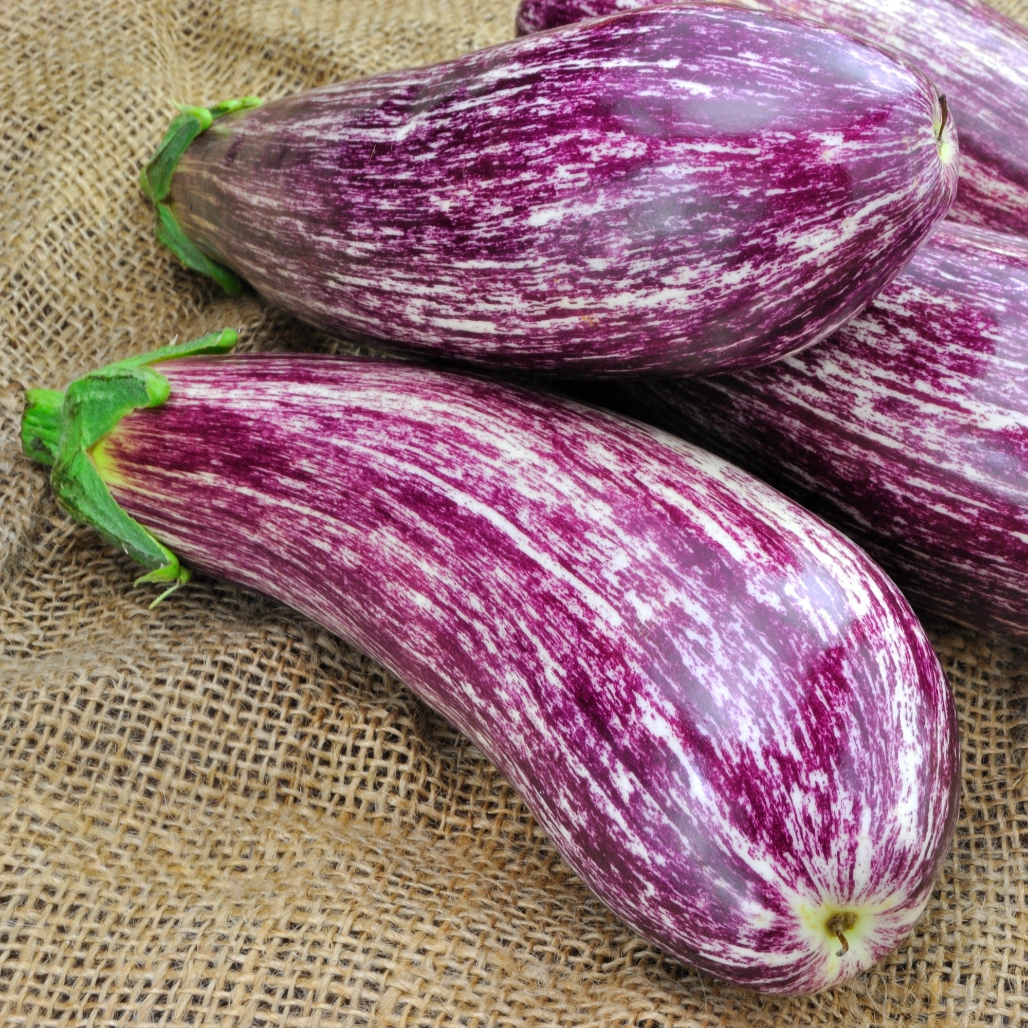 Aubergine Listada de Gandia