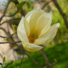 Magnolia Yellow Lantern - Magnolia yellow lantern - Plantes