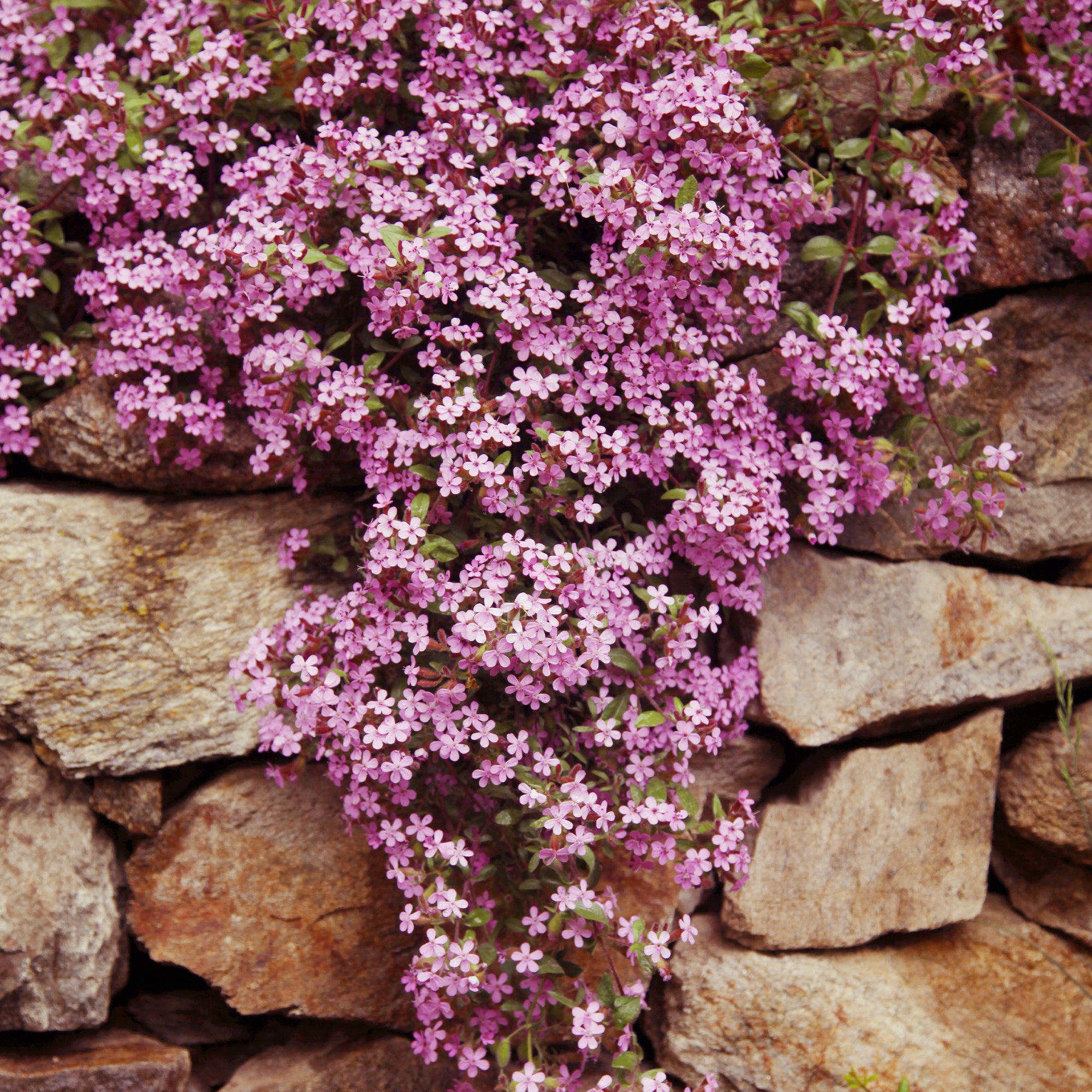 Collection de 13 plantes vivaces rampantes et tapissantes - Saponaria ocymoïdes, Cerastium tomentosum, Campanula poscharskyana - Plantes