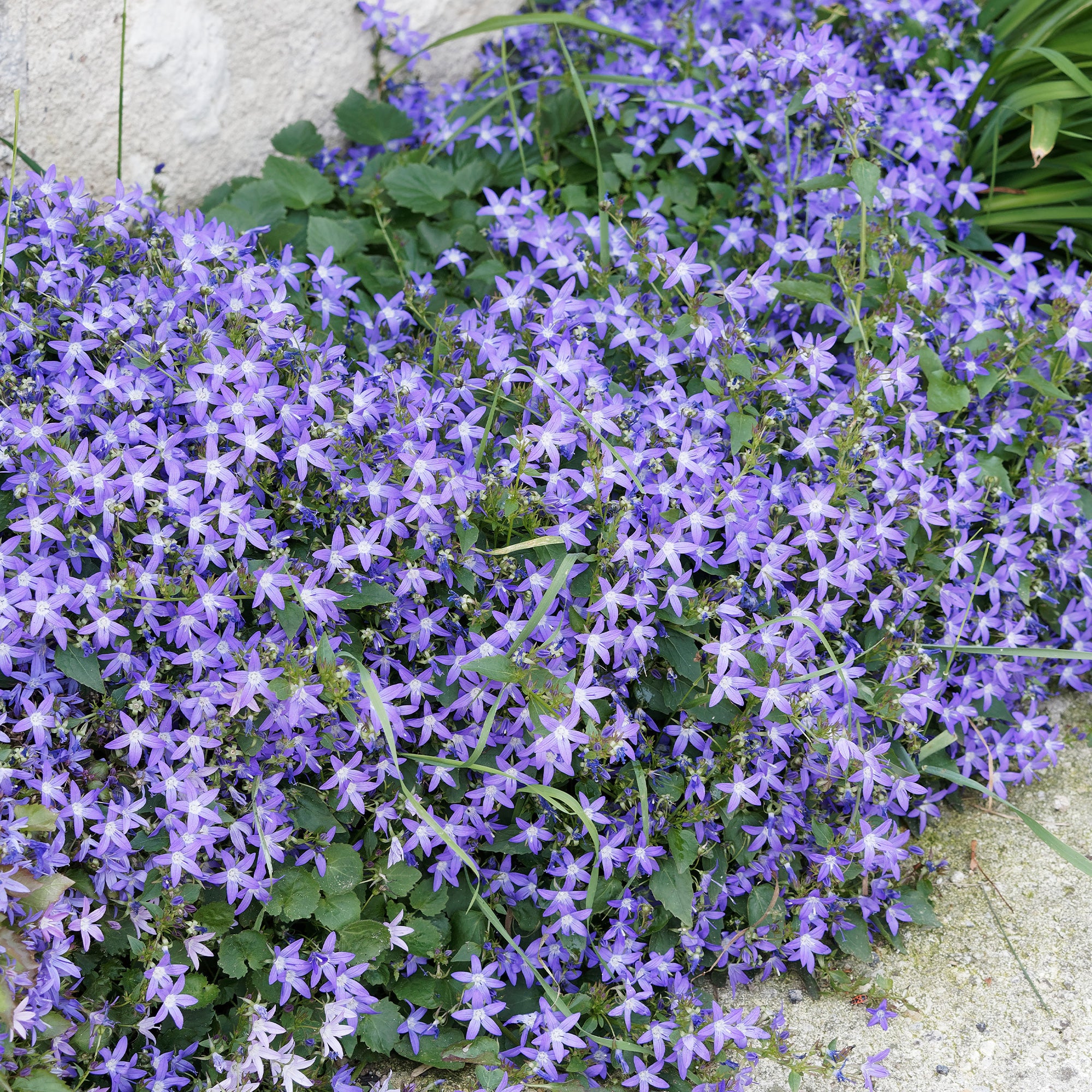 Collection de 13 plantes vivaces rampantes et tapissantes - Saponaria ocymoïdes, Cerastium tomentosum, Campanula poscharskyana - Collections de vivaces