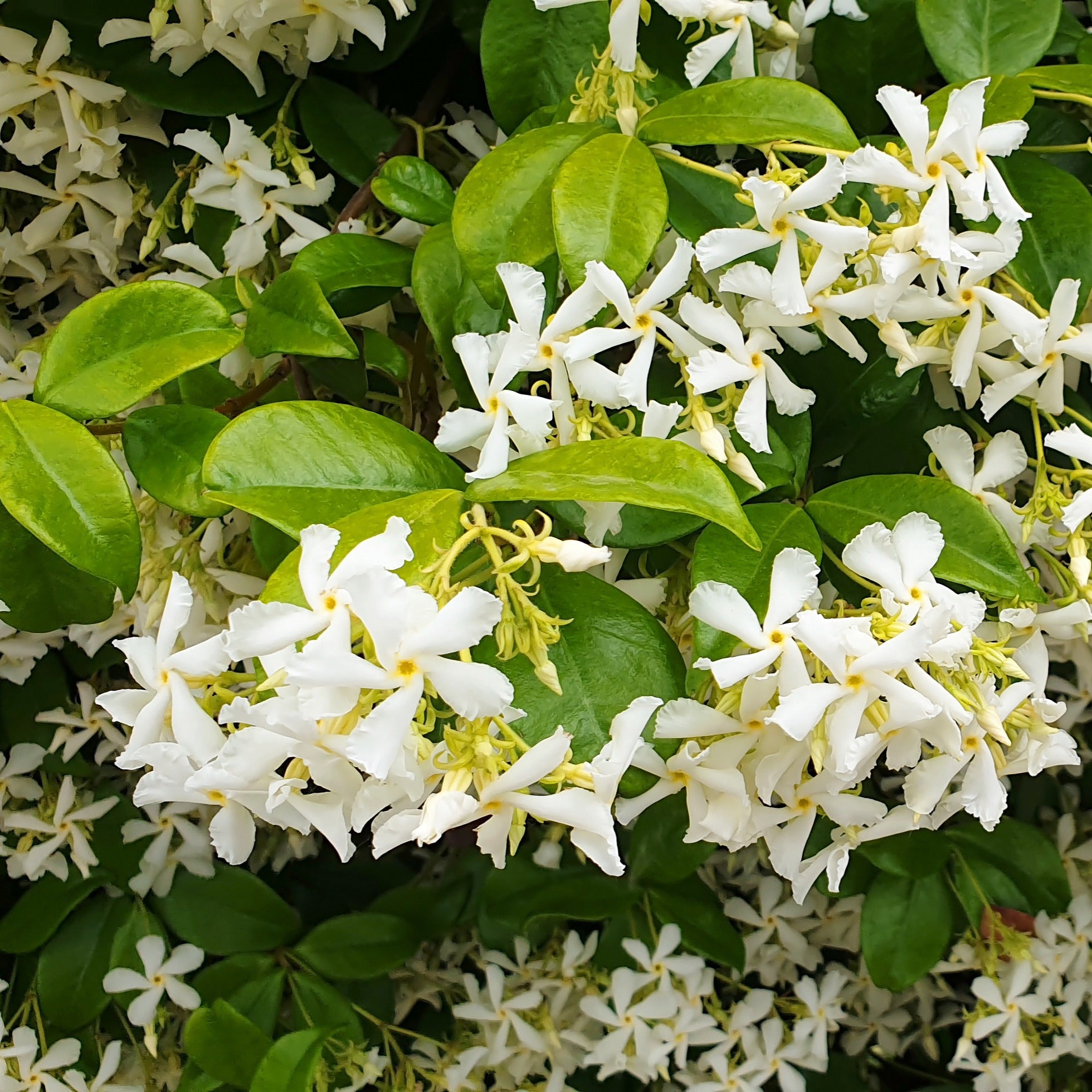 Clematis montana Mayleen , Trachelospermum jasminoides, Wisteria frutescens Amethyst Falls