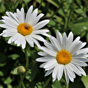 Marguerite d'été Silberprinzeschen