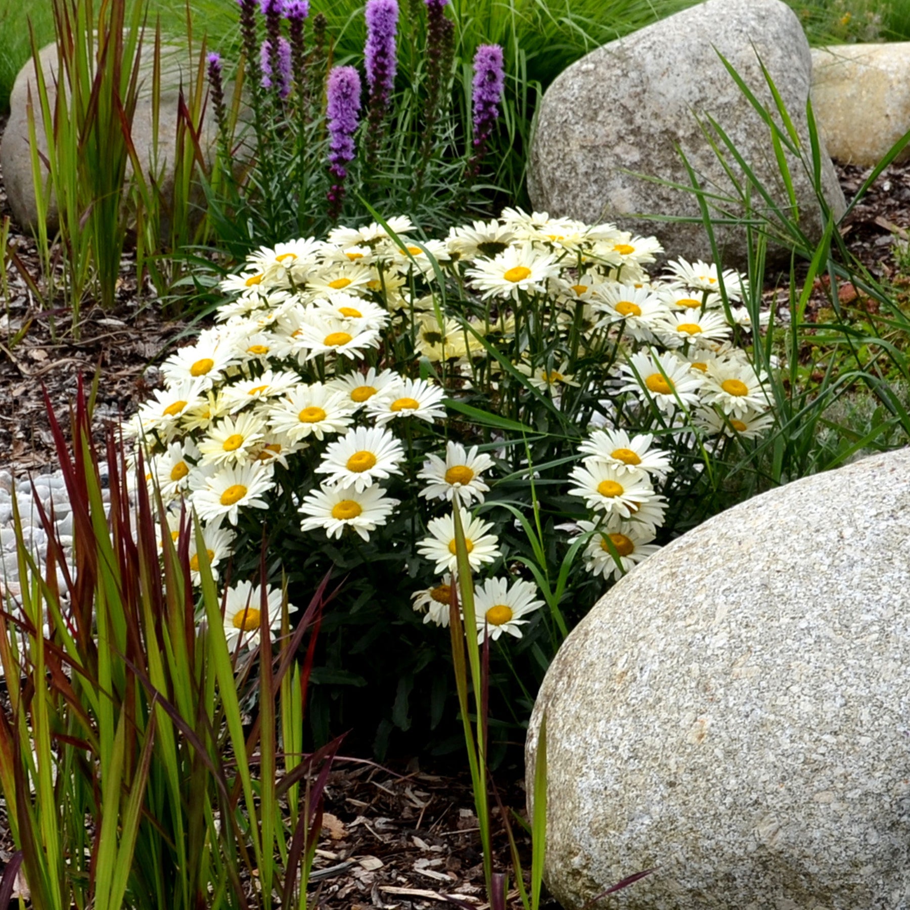 Marguerite d'été