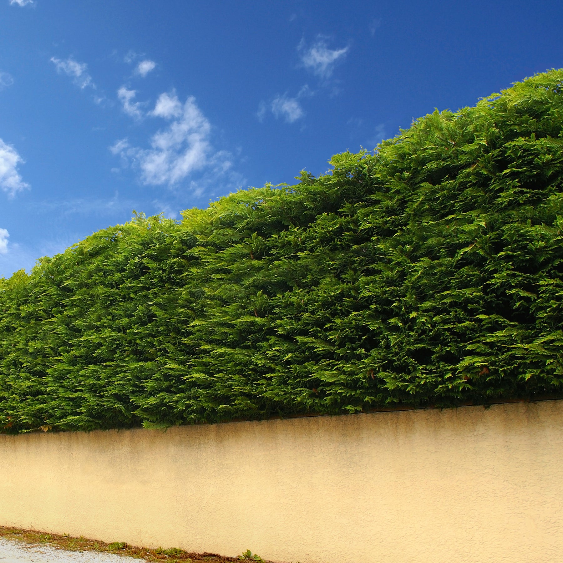 Thuya pour haie - Thuja plicata atrovirens - Plantes