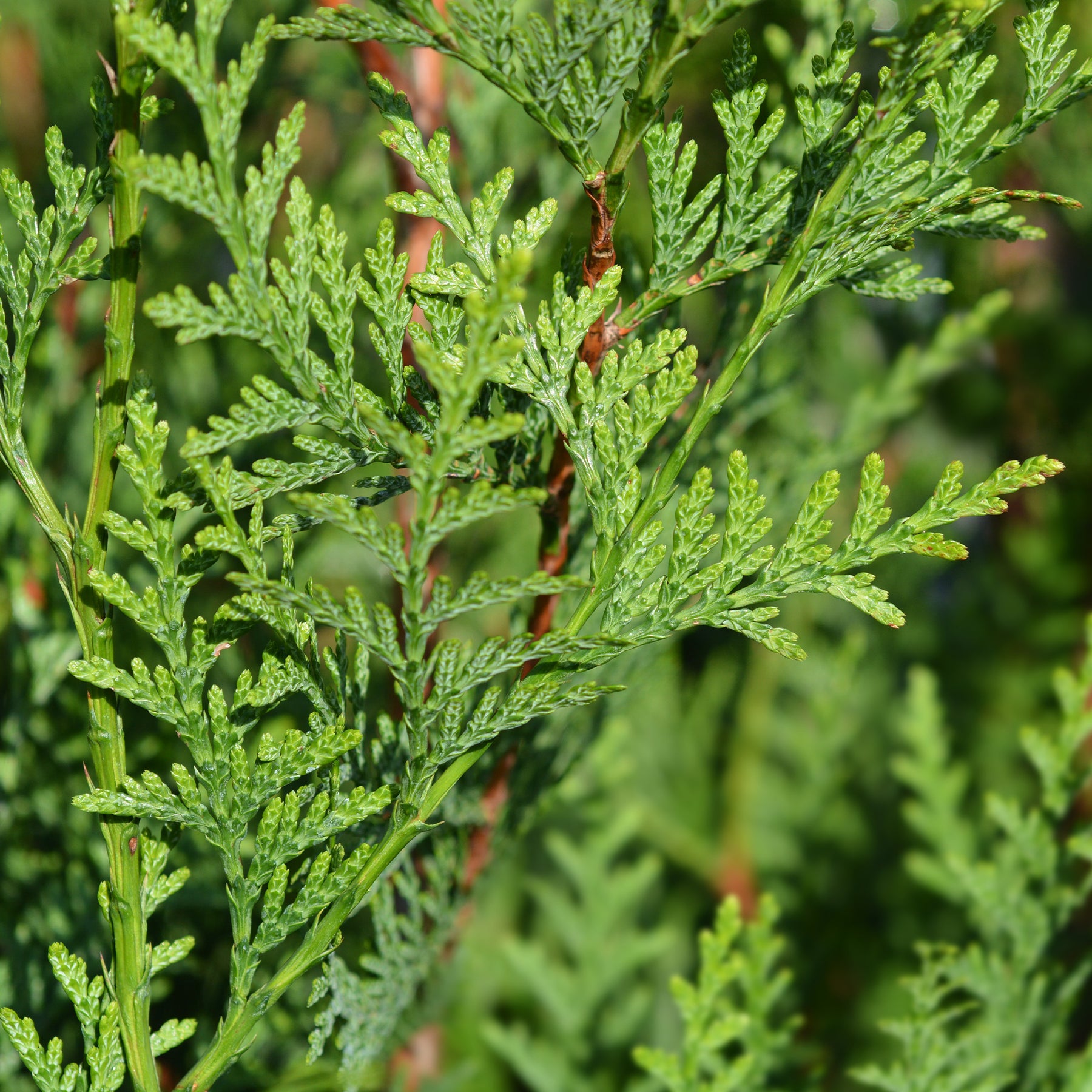 Thuya pour haie - Thuja plicata atrovirens - Plantes