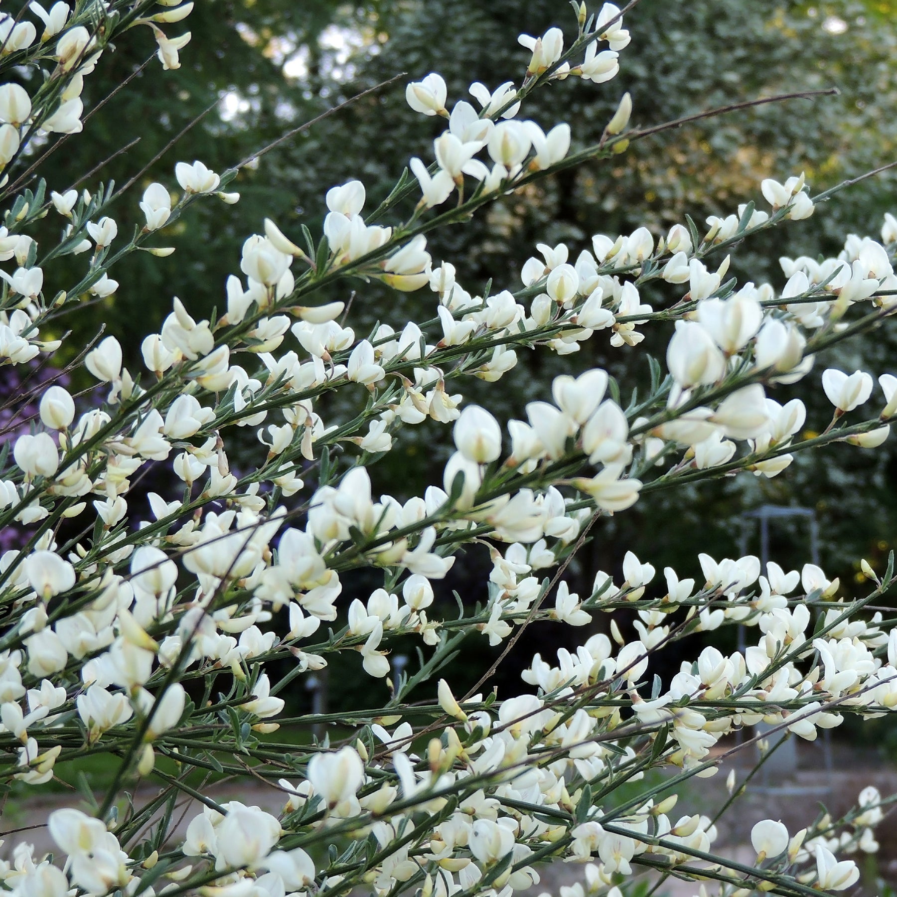 Genêt blanc - Cytisus praecox albus - Plantes