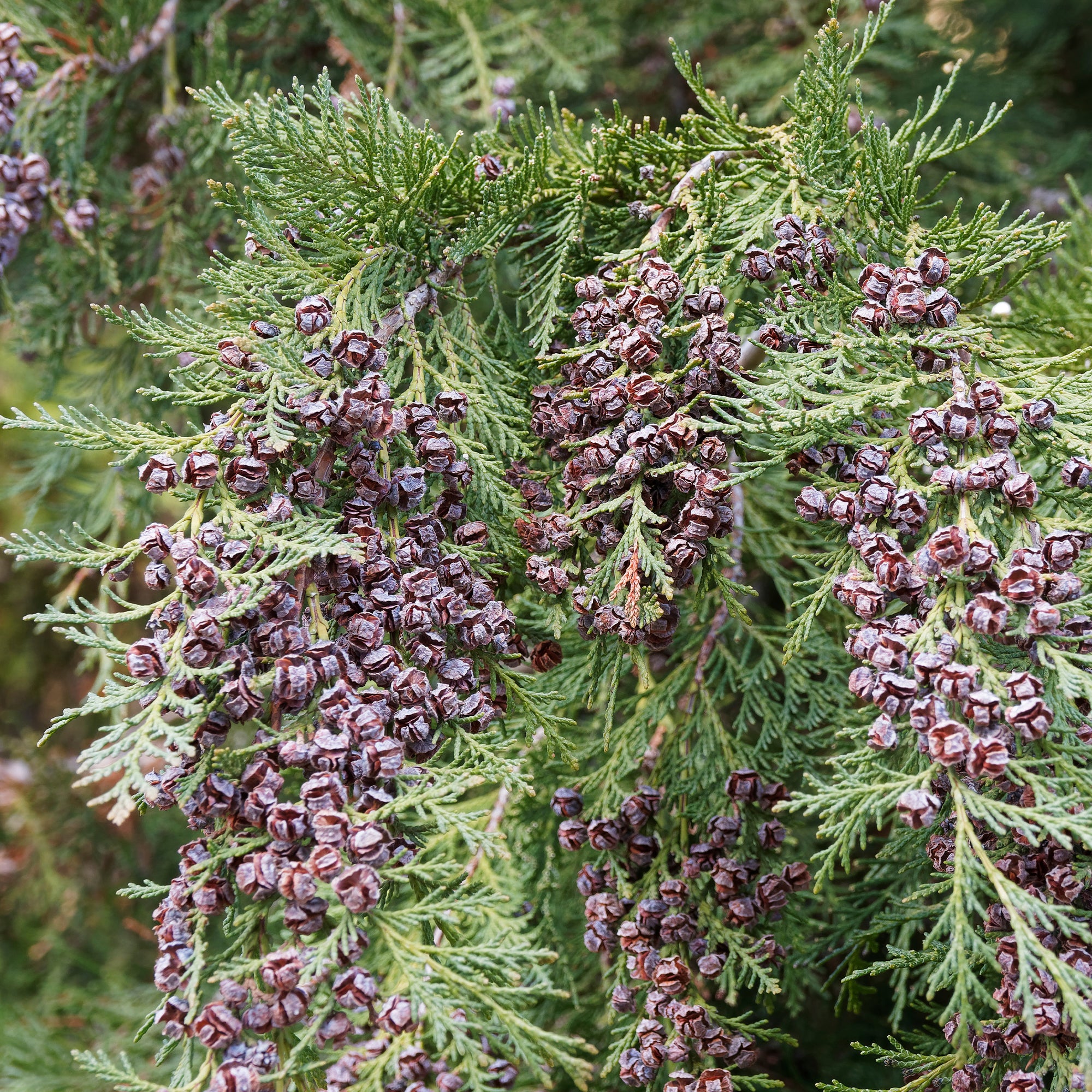 Faux Cyprès de Lawson - Chamaecyparis lawsonia columnaris