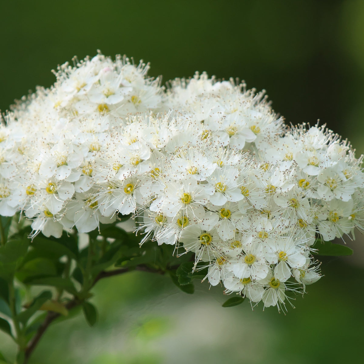 Spirée du Japon Snowmound - Spiraea nipponica Snowmound - Willemse