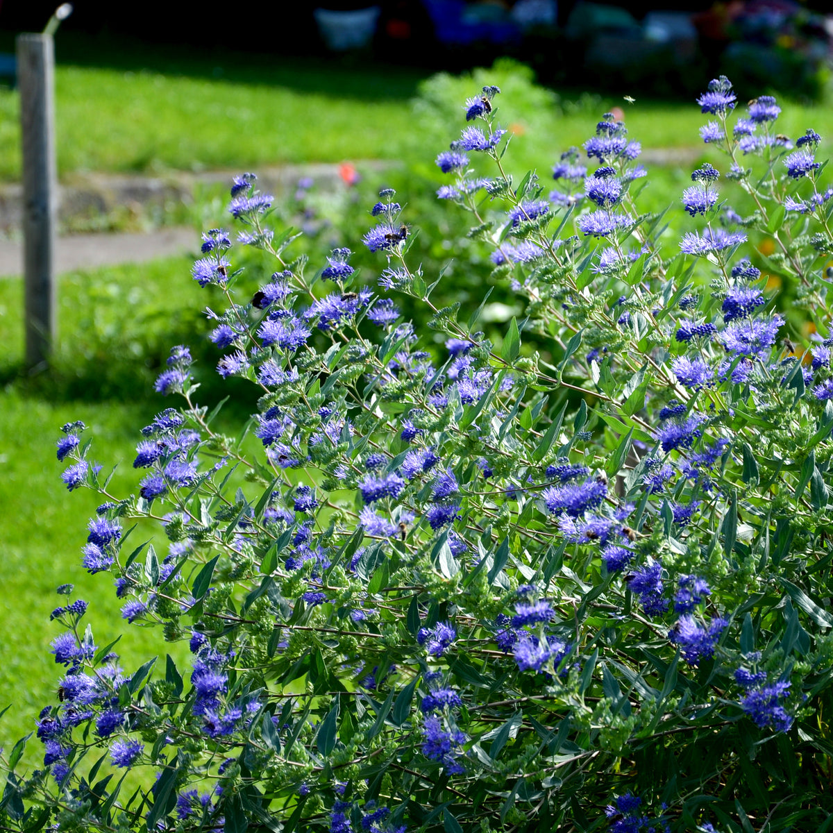 Caryopteris Heavenly Blue - Willemse