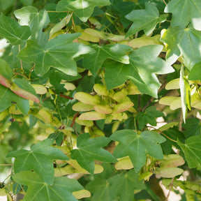 Haie de 10 Erables champêtre - Acer campestre - Erable