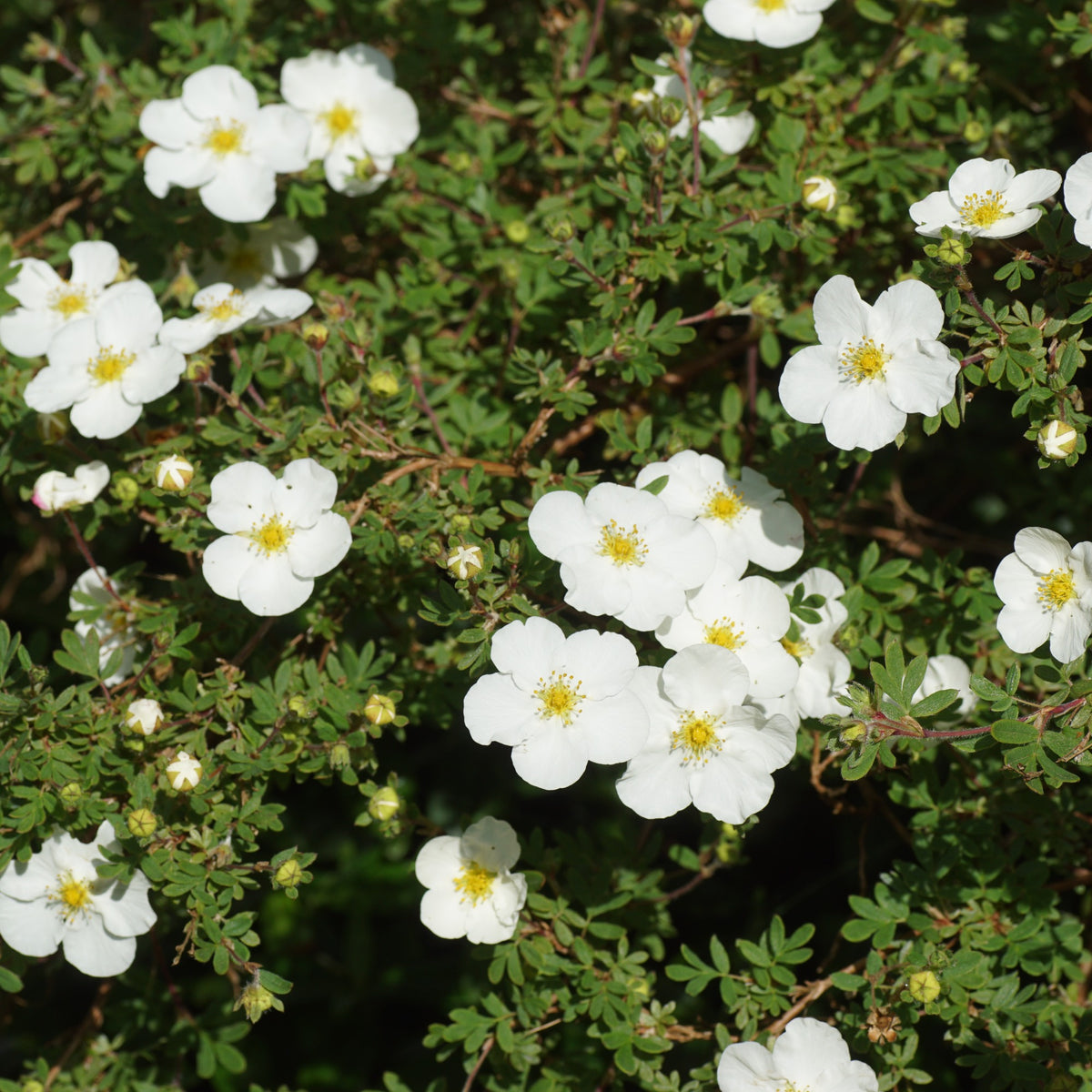 Potentille Abbotswood