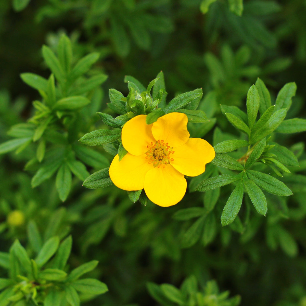 Potentille Goldfinger - Potentilla fruticosa Goldfinger - Willemse