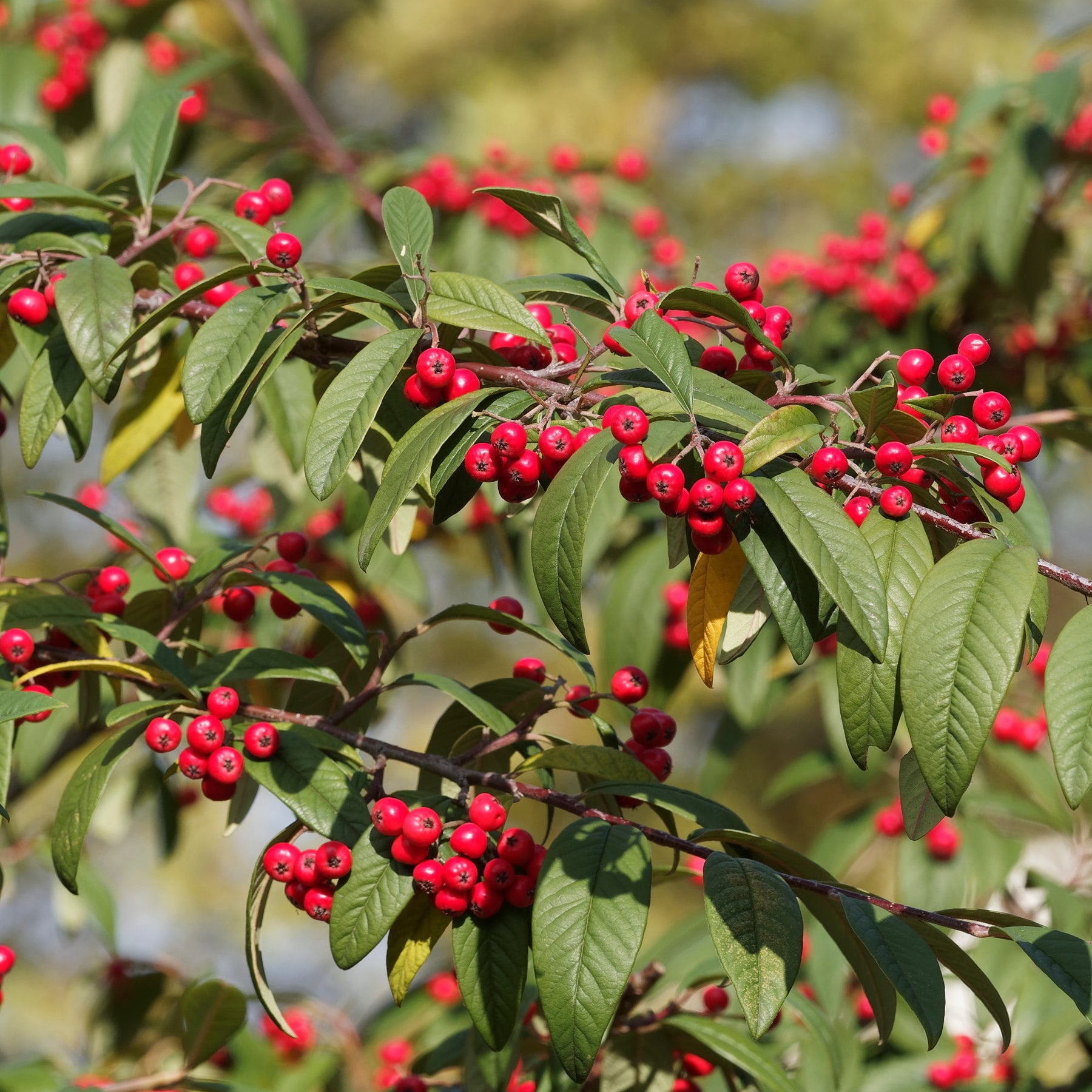 Cotoneaster Lacteus