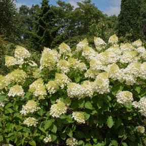 Hortensia paniculé Silver Dollar