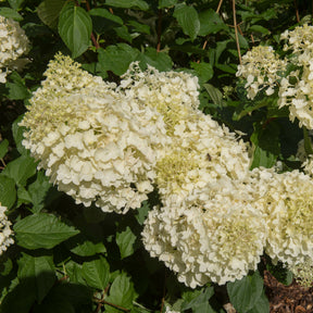 Hortensia paniculé Silver Dollar